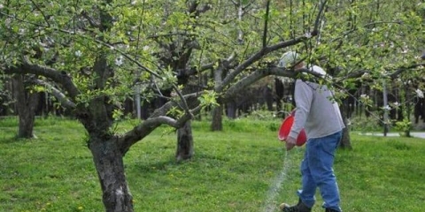 Đubrenje voćaka i grmlja u proleće